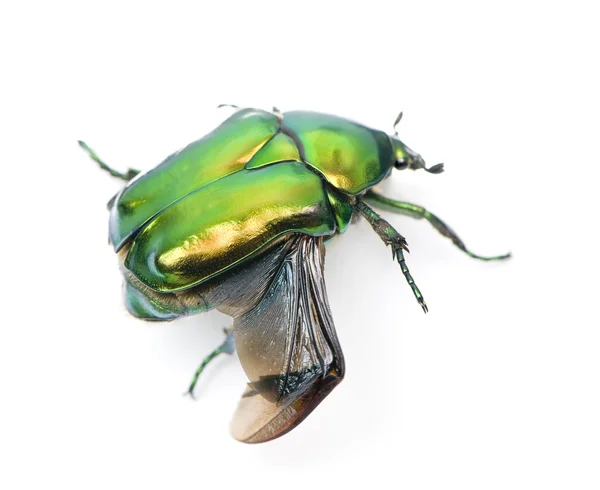 Green flower beetle, Cetonischema aeruginosa, against white background, studio shot — Stock Photo, Image