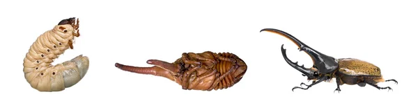 Ninfa, larva e adulto de um besouro macho de Hércules, Hércules de Dynastes, tiro de estúdio — Fotografia de Stock