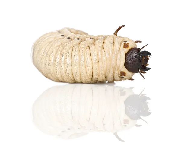 Larva de un escarabajo Hércules, Dynastes Hércules, sobre fondo blanco, plano de estudio — Foto de Stock