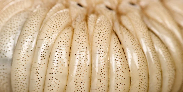 Close-up van de larve van een hercules kever, dynastes hercules — Stockfoto