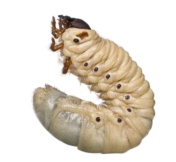 Larva of a Hercules beetle, Dynastes hercules, against white bac — Stock Photo, Image