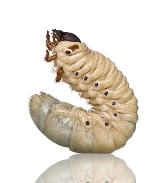 Larva de um besouro de Hércules, Hércules de Dynastes, contra fundo branco, tiro de estúdio — Fotografia de Stock