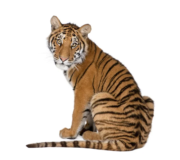 Портрет бенгальского тигра, 1 год, сидящий, студийная съемка, брюки — стоковое фото