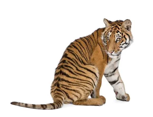 Tigre de Bengala, tigris tigris de Panthera, 1 ano, sentado na frente do fundo branco, tiro de estúdio — Fotografia de Stock