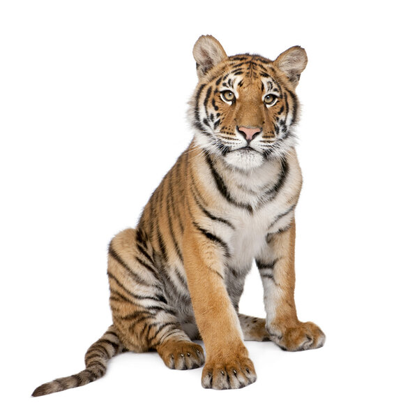 Portrait of Bengal Tiger, 1 year old, sitting, studio shot, Pant