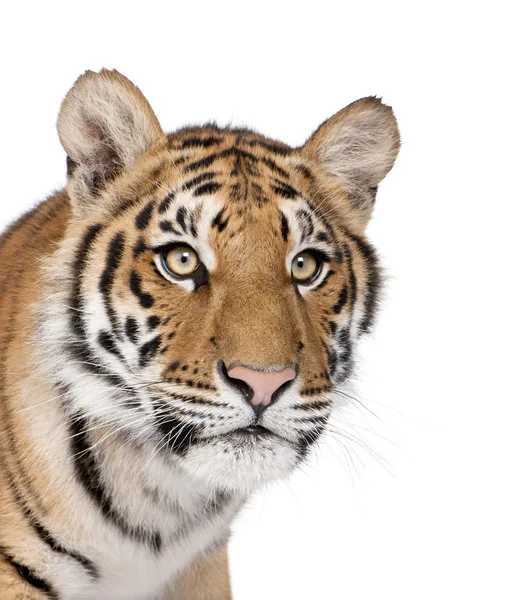 Detail bengálského tygra, panthera tigris tigris, 1 rok staré, v — Stock fotografie