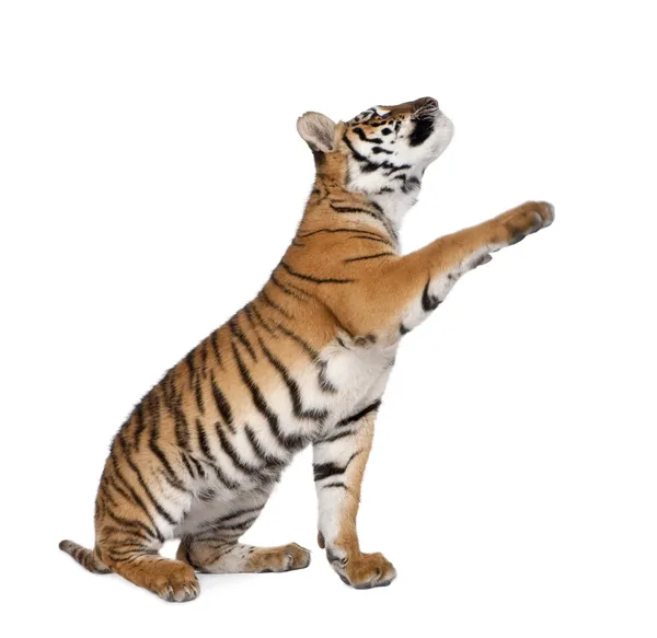 Tigre de Bengala, tigris tigris Panthera, 1 ano, chegando na frente de fundo branco, tiro estúdio — Fotografia de Stock