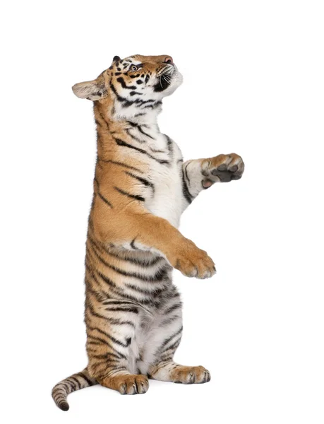 Bengal Tiger, Panthera tigris tigris, 1 year old, sitting in front of white background, studio shot — Stock Photo, Image