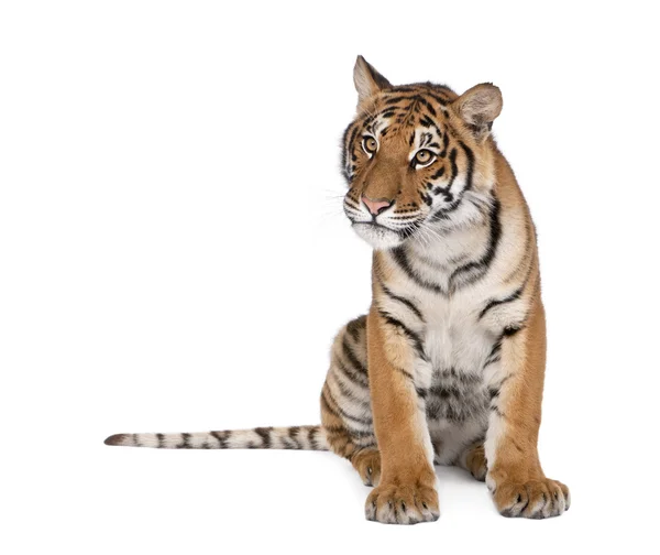 Bengáli tigris, Panthera tigris tigris, 1 éves, ülő, fehér háttér, stúdió felvétel előtt portréja — Stock Fotó