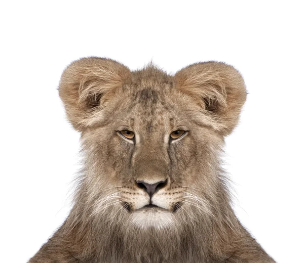 Portrét nezralých lva před bílým pozadím, studio s — Stock fotografie