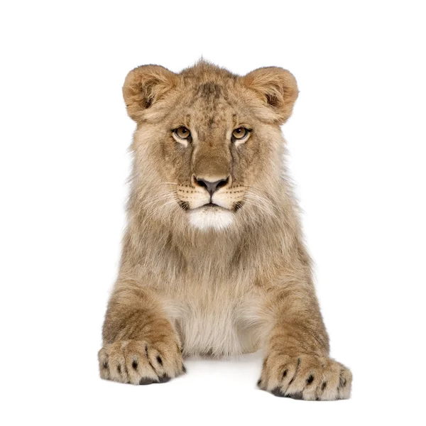 Portrait of lion cub, Panthera leo, 8 months old, sitting in fro — Stock Photo, Image