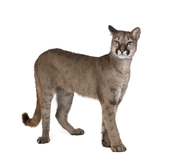 Retrato de Puma cub, Puma concolor, 1 año de edad, de pie en fro — Foto de Stock
