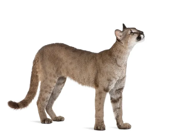 Puma cub, Puma concolor, 1 year old, standing and looking up against white background, studio shot — Stock Photo, Image