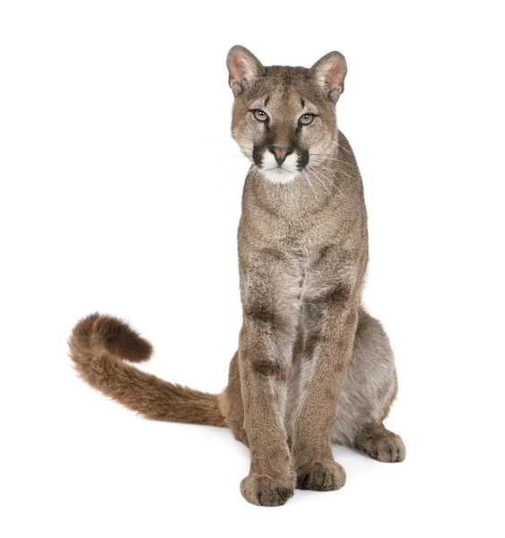 Retrato de Puma cub, Puma concolor, 1 año, sentado, estudio —  Fotos de Stock