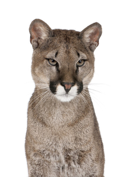 Portrait of Puma cub, Puma concolor, 1 year old, sitting against white background, studio shot