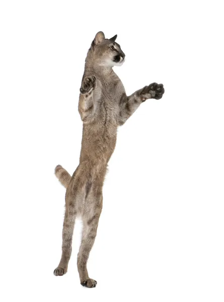 Cachorro de Puma, Puma concolor, 1 año de edad, saltando en el aire contra el fondo blanco, plano de estudio —  Fotos de Stock