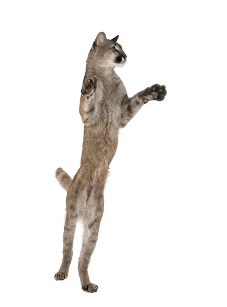 Puma cub, Puma concolor, 1 year old, leaping in midair against white background, studio shot
