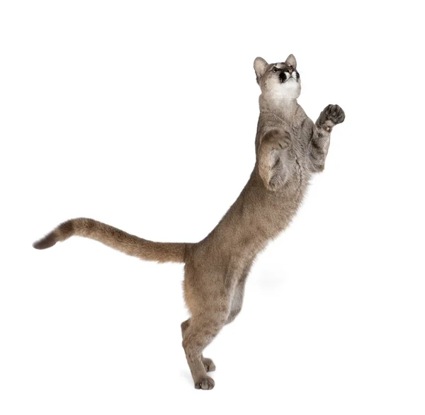 Puma cub, Puma concolor, 1 year old, standing on hind legs and looking up against white background, studio shot — Stock Photo, Image