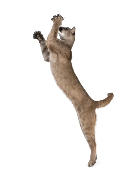 Cachorro de Puma, Puma concolor, 1 año de edad, saltando en el aire contra el fondo blanco, plano de estudio —  Fotos de Stock