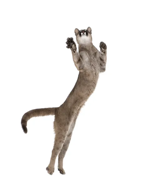 Cub Puma, puma concolor, 1 rok stary, skacząc w powietrzu na tle białego, łapka — Zdjęcie stockowe