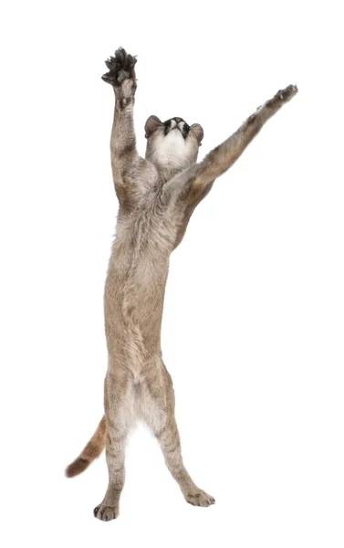 Puma cub, Puma concolor, 1 an, atteindre et regarder vers le haut sur fond blanc, plan studio — Photo