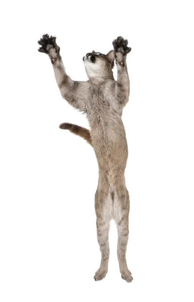 Puma kölyök, Puma concolor, 1 éves, ugró a levegőben fehér háttérrel, stúdió felvétel — Stock Fotó