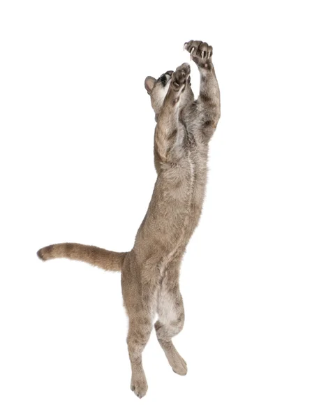 Puma mládě, puma concolor, 1 rok starý, skáče ve vzduchu proti bílým pozadím, studio zastřelil — Stock fotografie
