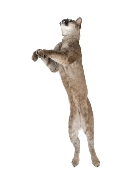 Puma mládě, puma concolor, 1 rok starý, skáče ve vzduchu proti bílým pozadím, studio zastřelil — Stock fotografie