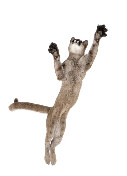 Cachorro de Puma, Puma concolor, 1 año de edad, saltando en el aire contra el fondo blanco, plano de estudio — Foto de Stock