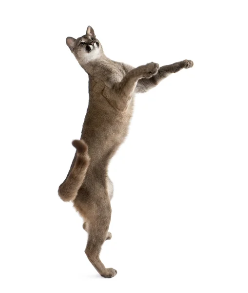 Puma cub, Puma concolor, 1 anno, raggiungendo e guardando sullo sfondo bianco, ripresa in studio — Foto Stock