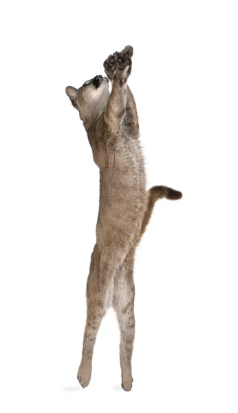 Cachorro de Puma, Puma concolor, 1 año de edad, saltando en el aire contra el fondo blanco, plano de estudio — Foto de Stock