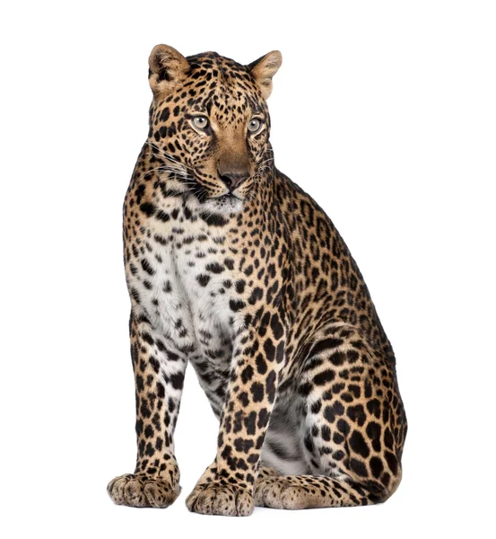 Porträt von Leopard, Panthera pardus, sitzend, Studioaufnahme — Stockfoto