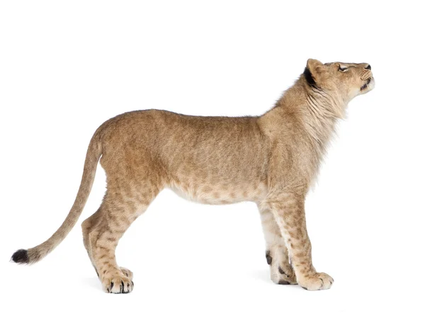 Side view of Lion cub, 8 months old, standing, studio shot — Stock Photo, Image