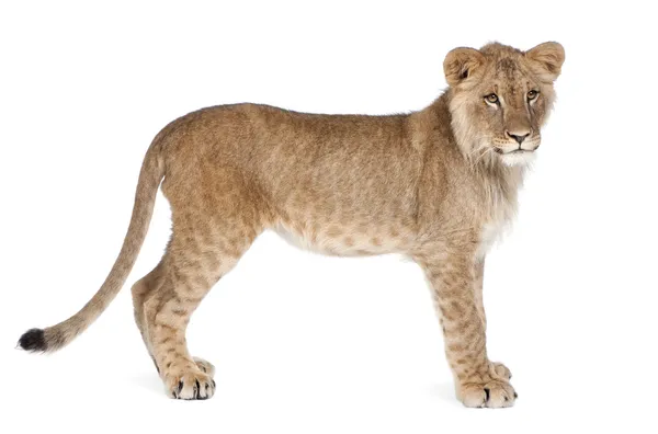 Seitenansicht des Löwenjungen, 8 Monate alt, stehend, Studioaufnahme — Stockfoto