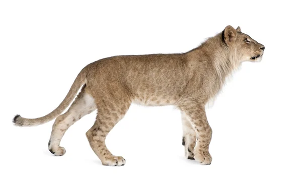 Vista lateral do filhote de leão jovem, Panthera leo, 8 meses, de pé contra fundo branco, tiro estúdio — Fotografia de Stock
