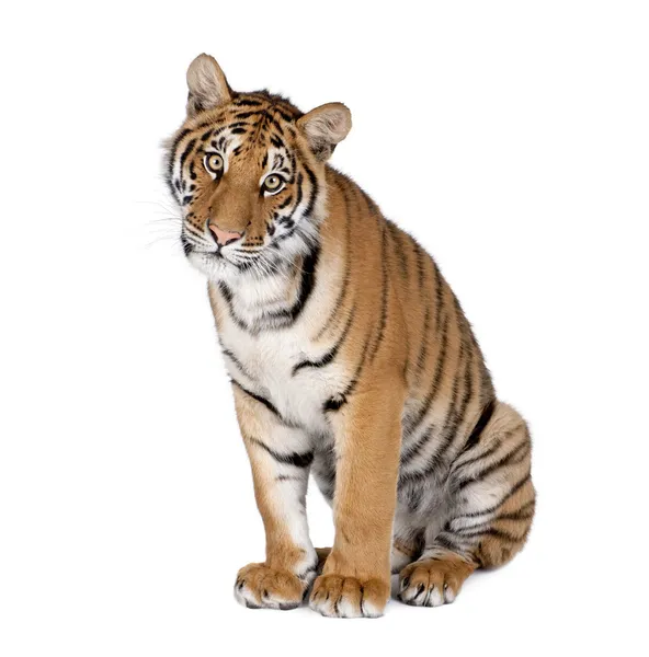 Portret van Bengaalse tijger, panthera tigris tigris, 1 jaar oud, vergadering in de voorkant van de witte achtergrond, studio opname — Stockfoto