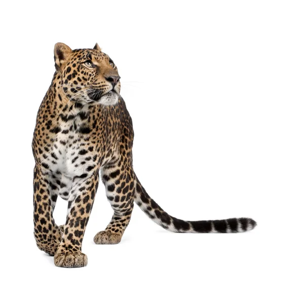 Leopardo, Panthera pardus, andando e olhando para cima contra fundo branco, tiro estúdio — Fotografia de Stock