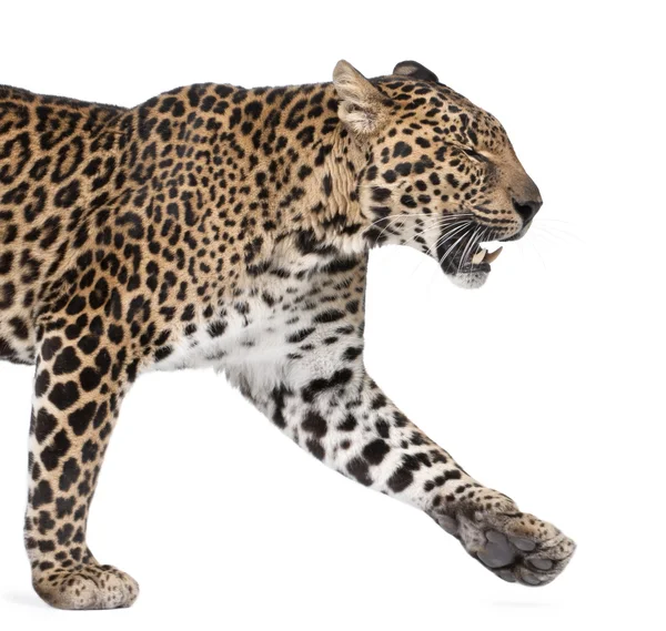 Leopard, Panthera pardus, walking and snarling against white background, studio shot — Stock Photo, Image