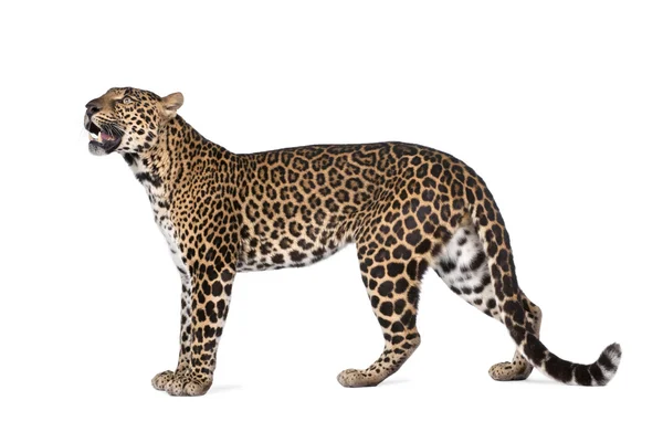 Retrato de leopardo, Panthera pardus, de pie, plano de estudio —  Fotos de Stock