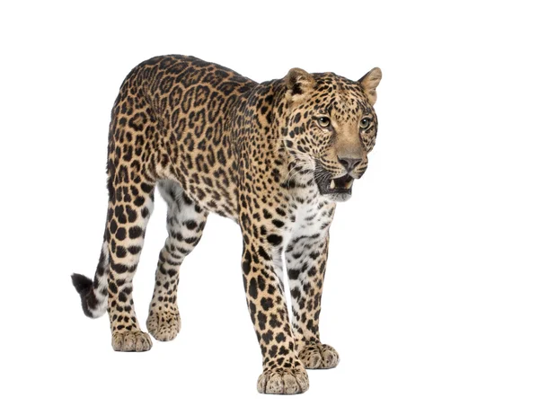 Retrato de leopardo, Panthera pardus, de pie, plano de estudio — Foto de Stock
