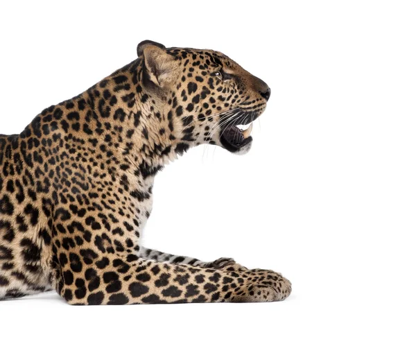 Retrato de leopardo, Panthera pardus, sentado contra fundo branco, tiro de estúdio — Fotografia de Stock