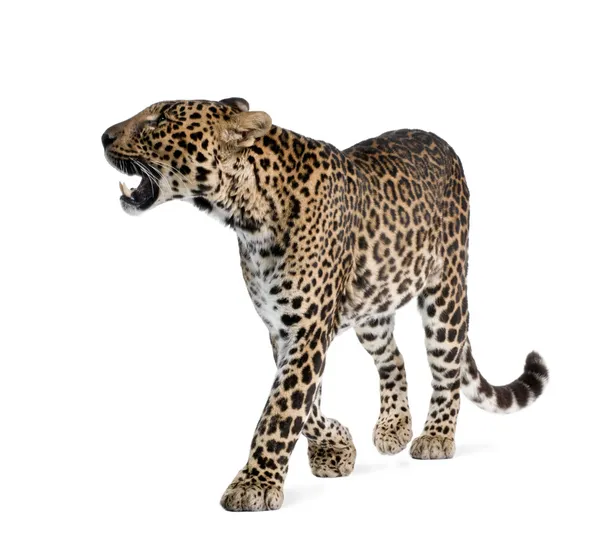Leopard, Panthera pardus, wandelnd und knurrend vor weißem Hintergrund, Studioaufnahme — Stockfoto