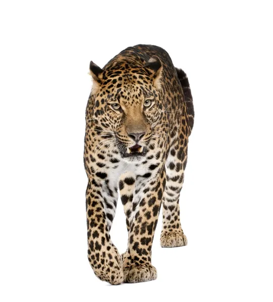 Retrato de leopardo andando e rosnando, Panthera pardus, contra fundo branco, tiro estúdio — Fotografia de Stock