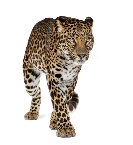 Leopardo, Panthera pardus, andando contra fundo branco, tiro de estúdio — Fotografia de Stock