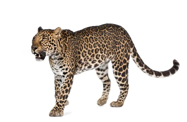 Leopard, Panthera pardus, vor weißem Hintergrund wandelnd, Studioaufnahme — Stockfoto