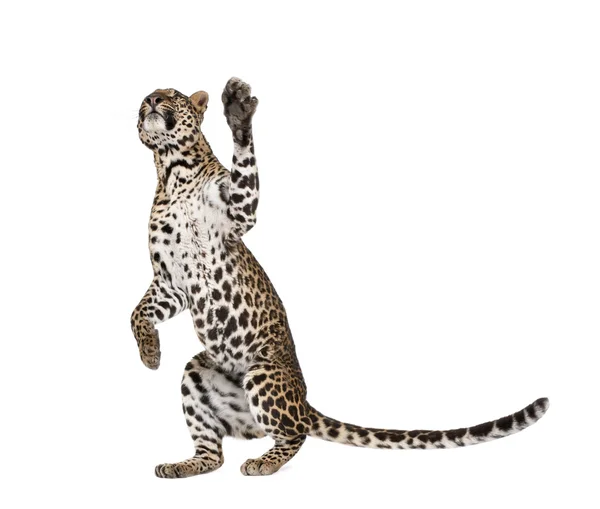 Leopardo, Panthera pardus, alcanzando contra fondo blanco, plano de estudio — Foto de Stock
