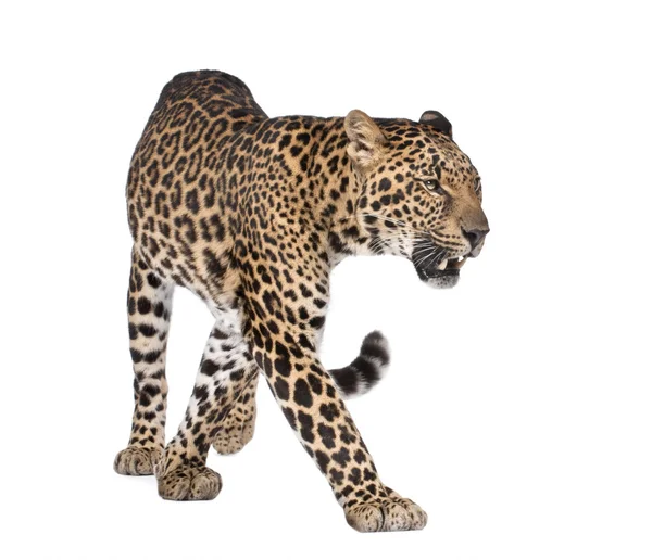Portrait of leopard, Panthera pardus, walking, studio shot — Stock Photo, Image