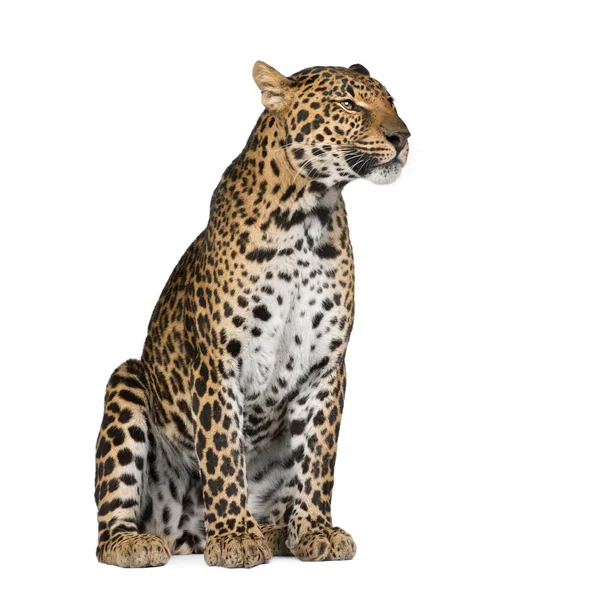 Retrato de leopardo, Panthera pardus, sentado contra fundo branco, tiro de estúdio — Fotografia de Stock