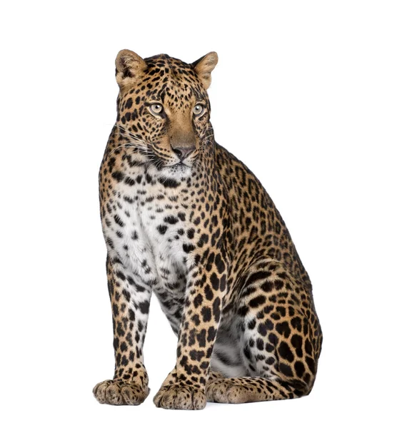 Retrato de leopardo, Panthera pardus, sentado sobre fondo blanco, plano de estudio — Foto de Stock