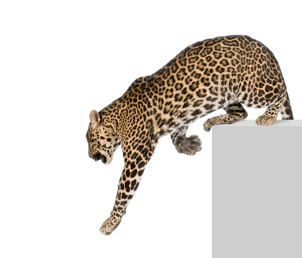 Leopard, Panthera pardus, climbing off pedestal against white background, studio shot — Stock Photo, Image